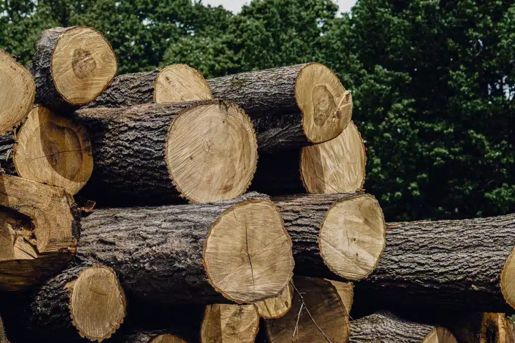 Closeup of a stack of harvested timber logs in front of a woodlot.