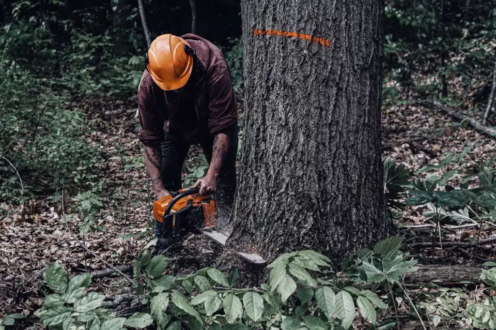 Man cuts down a marked tree with a handheld chainsaw.