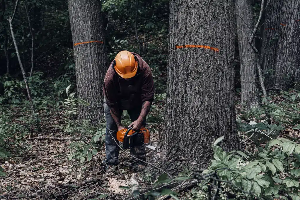 Buskirk Lumber employee cuts down a marked tree with a handheld chainsaw.