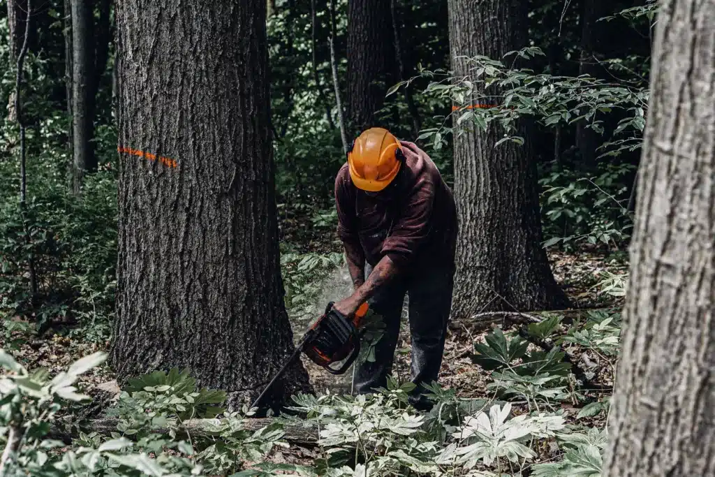 A professional licensed and bonded timber buyer from Buskirk Lumber harvests a large hardwood tree using a chainsaw.