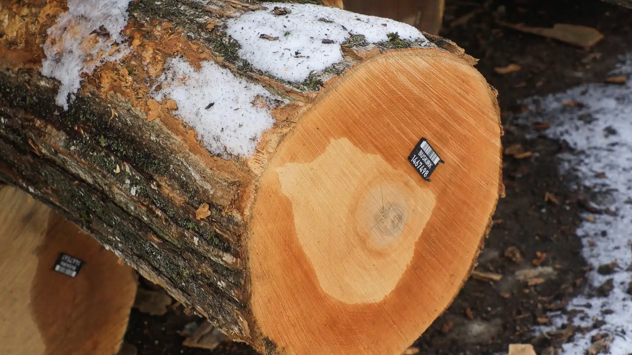 Close-up of a cut edge of a hardwood timber log, which is labeled with a Buskirk Lumber barcode.