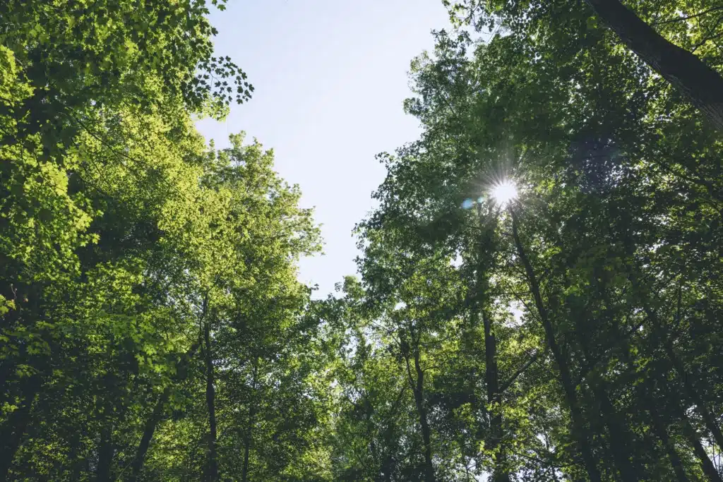 Sun shining down through an open tree canopy.