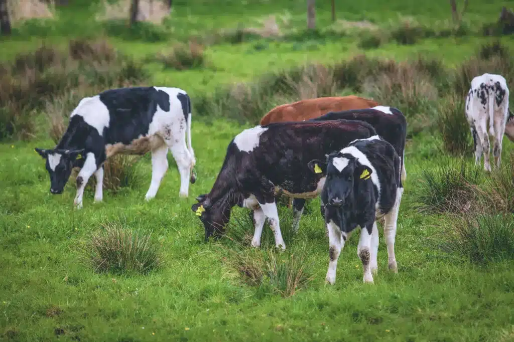 Herd of cows grazes on open green field.