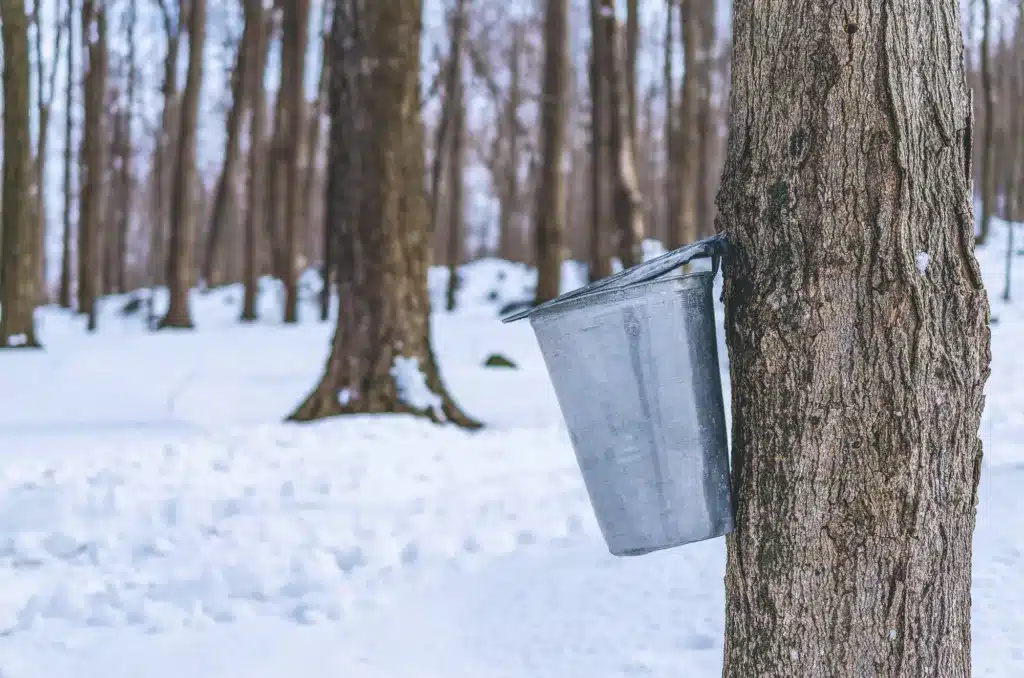 A bucket collects sap from a maple tree in a snowy forest for syrup production.