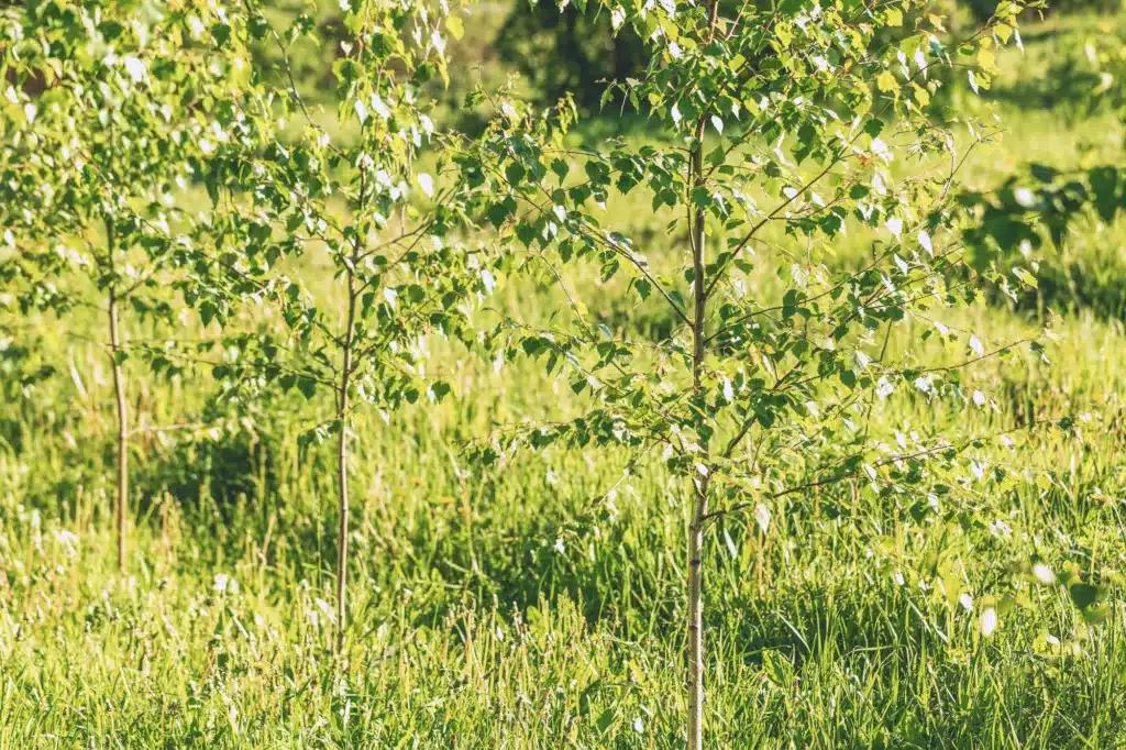 Young birch saplings stand in a field in summer.