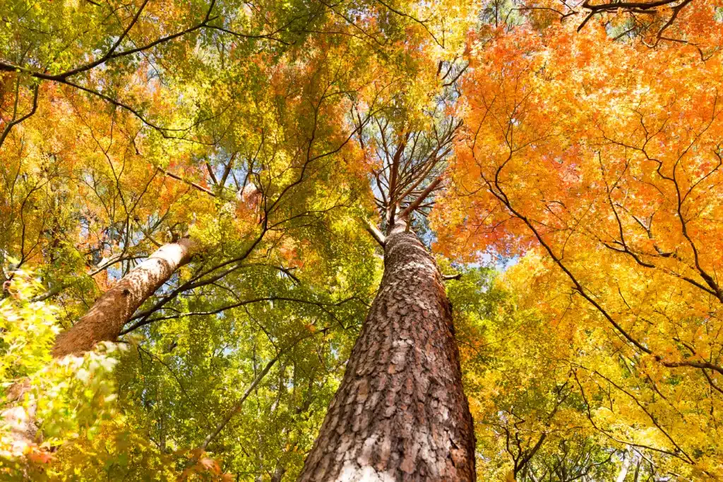 View from the ground of a maple tree with leaves changing in autumn.