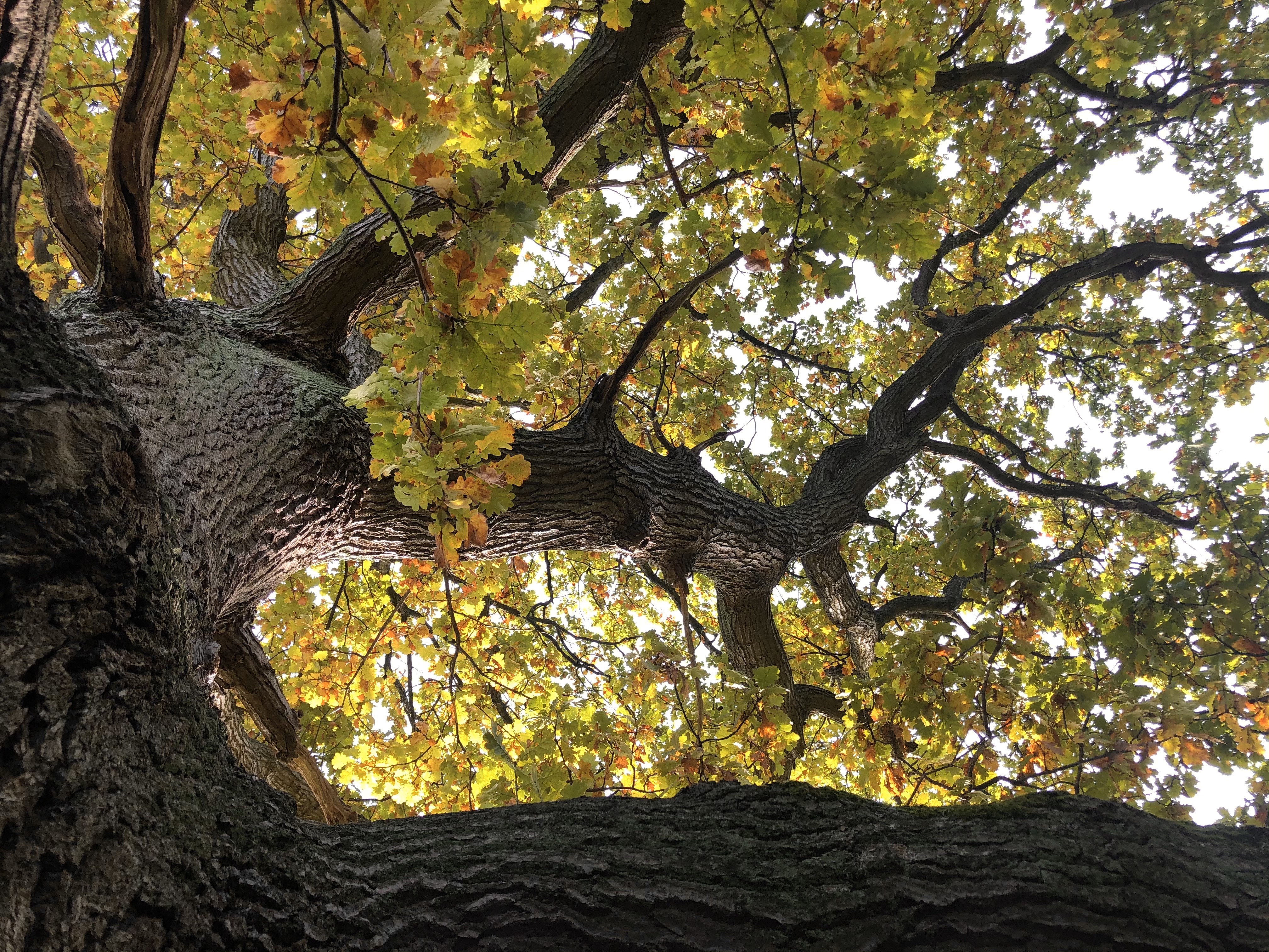 Oak tree