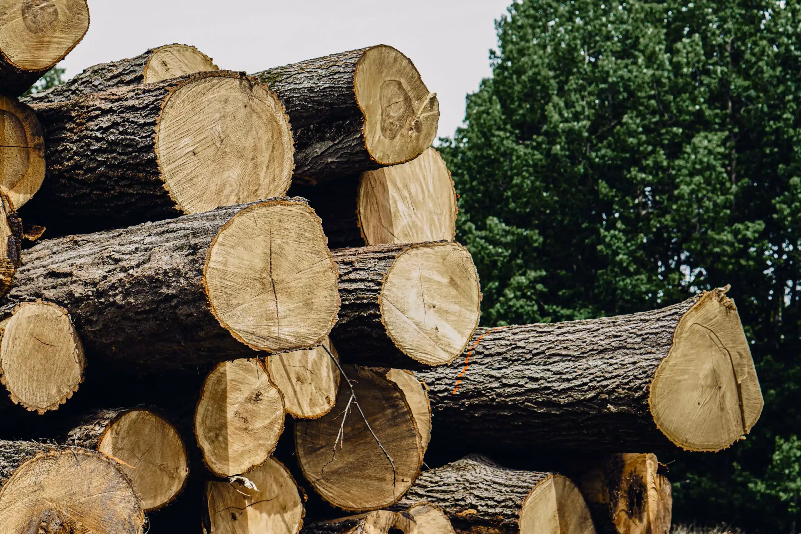 Closeup of newly harvested hardwood timber logs stacked.