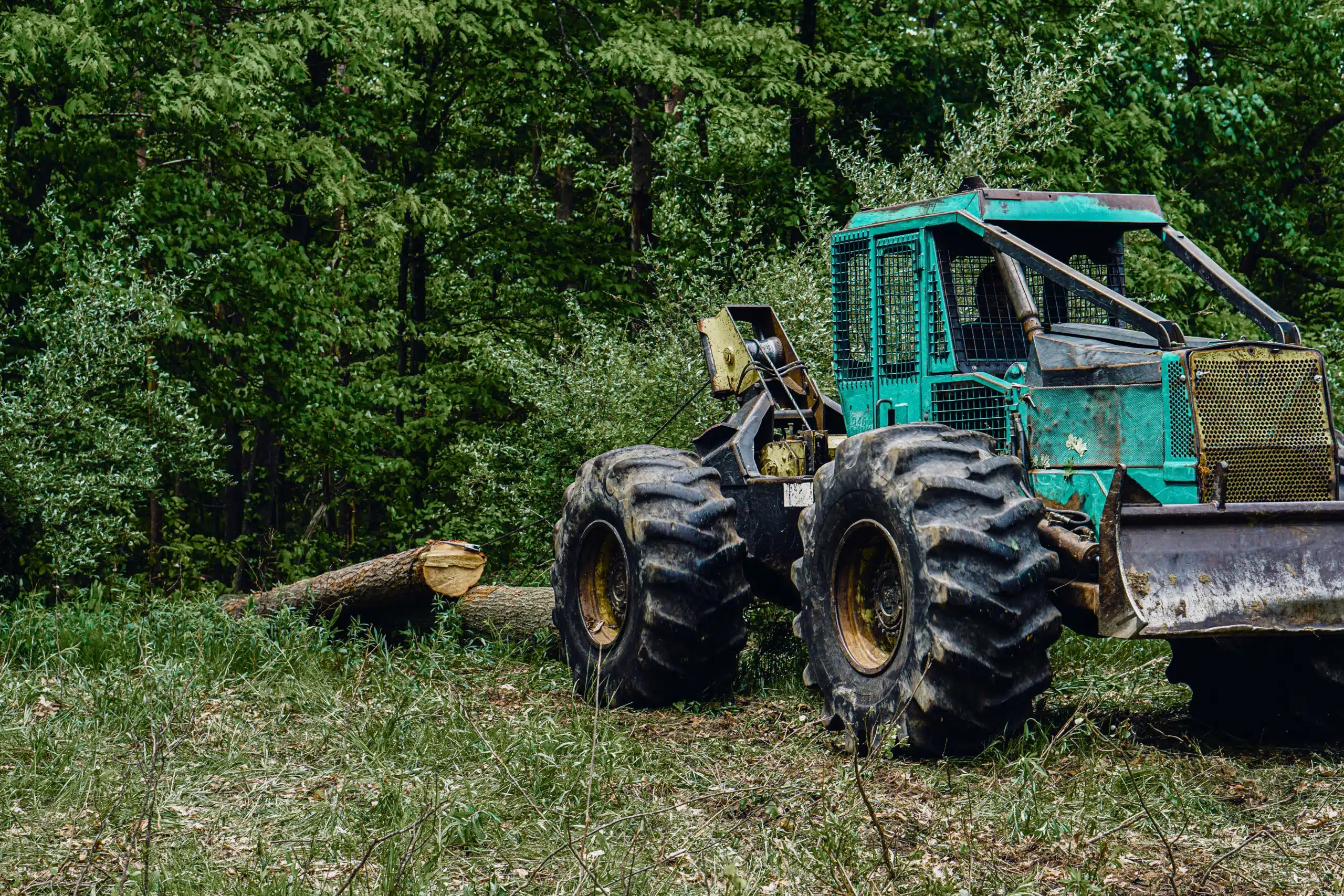 A harvested hardwood timber log is extracted from the woodlot with heavy equipment.