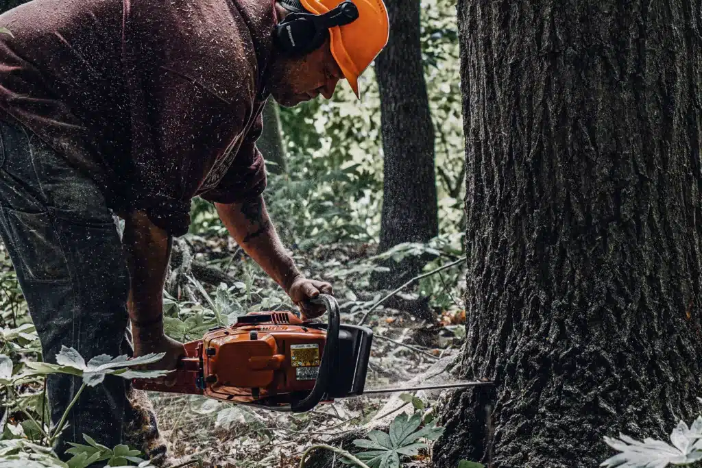 Buskirk Lumber employee in safety gear uses a chainsaw to harvest a hardwood tree at its base.