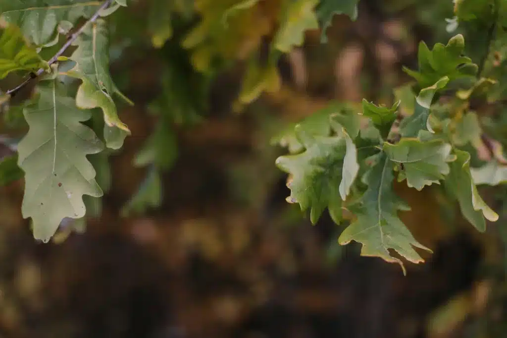 Leaves on an oak tree from the white oak family.