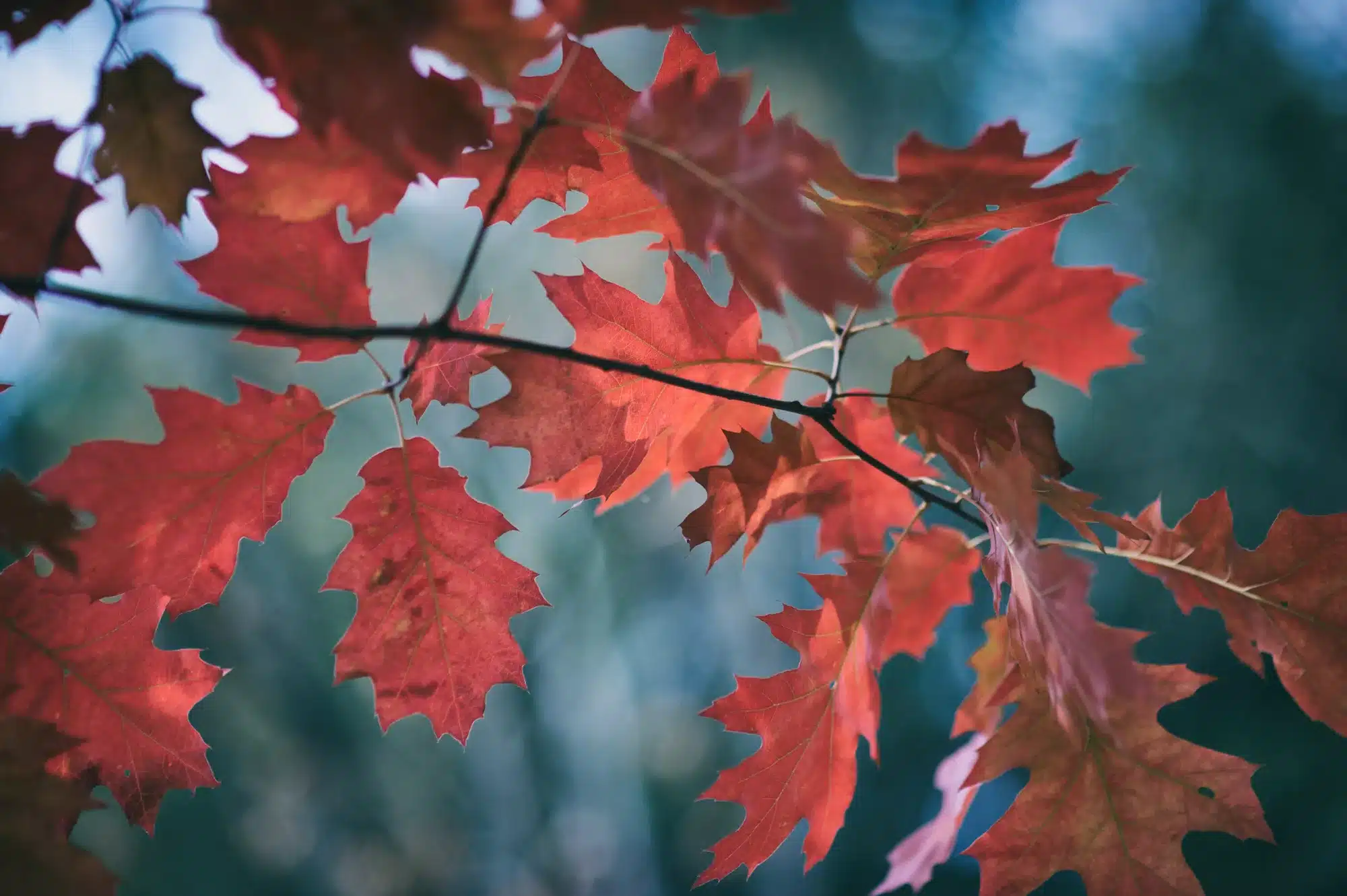 Leaves on an oak tree from the red oak family.